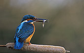 Kingfisher (Alcedo atthis) with fish in its beak, Huesca, Spain