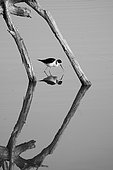 Black-Winged Stilt (Himantopus himantopus), Delta del Ebro, Spain