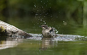 Western Orphean Warbler (Sylvia hortensis), male, bathing in a pond, Huesca, Spain