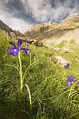 Iris latifolia , Valle de Echo, Pyrenees, Spain