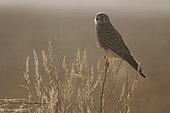 Kestrel ( Falco tinnunculus), female, Huesca, Spain