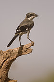 Iberian Grey Shrike (Lanius meridionalis) Muel, Zaragoza, Spain