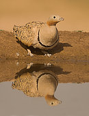 Black bellied Sand Grouse (Pterocles orientalis), male Muel, Zaragoza, Spain