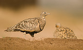 Black bellied Sand Grouse ( Pterocles orientalis), female. Muel, Zaragoza, Spain