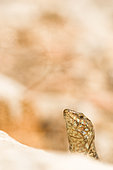 Balearic Lizard ( Podarcis lilfordi), Sa Dragonera, Balearic islands, Espagne