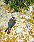 Eleonora´s Falcon ( Falco eleonorae), adult in Sa Dragonera, Balearic islands, Spain.