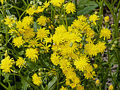 Crepis biennis
