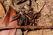 Tarentula (Theraphosidae sp), new endemic species New Caledonia