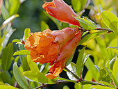Dwarf Pomegranate, Punica granatum 'nana', flowers