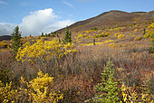 Autumn colors on Clearwater Mountains, Denali Highway: from Paxson to Cantwell, Alaska, USA