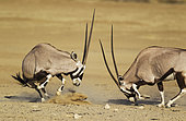 Gemsbok (Oryx gazella). Fighting females. Kalahari Desert, Kgalagadi Transfrontier Park, South Africa.