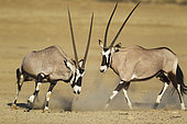 Gemsbok (Oryx gazella). Females. Have been fighting. Kalahari Desert, Kgalagadi Transfrontier Park, South Africa.