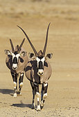 Gemsbok (Oryx gazella). Male with crippled horns follows a female. Kalahari Desert, Kgalagadi Transfrontier Park, South Africa.