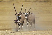 Gemsbok (Oryx gazella). Male with crippled horns follows a female. Kalahari Desert, Kgalagadi Transfrontier Park, South Africa.