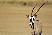 Gemsbok (Oryx gazella). Female. Kalahari Desert, Kgalagadi Transfrontier Park, South Africa.