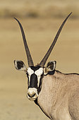 Gemsbok (Oryx gazella). Female. Kalahari Desert, Kgalagadi Transfrontier Park, South Africa.