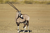 Gemsbok (Oryx gazella). Female. Kalahari Desert, Kgalagadi Transfrontier Park, South Africa.