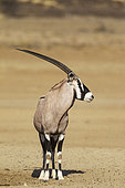 Gemsbok (Oryx gazella). Male. Kalahari Desert, Kgalagadi Transfrontier Park, South Africa.