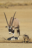 Gemsbok (Oryx gazella) male and Black-backed Jackal (Canis mesomelas). At a waterhole. Kalahari Desert, Kgalagadi Transfrontier Park, South Africa.