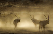 Gemsbok (Oryx gazella). Nervous and raising lots of dust in the early morning. Kalahari Desert, Kgalagadi Transfrontier Park, South Africa.