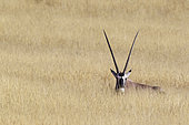 Gemsbok (Oryx gazella). Resting female. Kalahari Desert, Kgalagadi Transfrontier Park, South Africa.