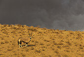 Gemsbok (Oryx gazella). Male in the light of the early morning with an approaching thunderstorm behind. Kalahari Desert, Kgalagadi Transfrontier Park, South Africa.