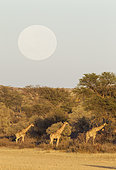 Southern Giraffe (Giraffa giraffa). Feeding in the dry Auob riverbed in the early morning. With full moon. Kalahari Desert, Kgalagadi Transfrontier Park, South Africa.