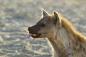 Spotted Hyaena (Crocuta crocuta). Drinking at a waterhole. Kalahari Desert, Kgalagadi Transfrontier Park, South Africa.