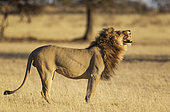 Lion (Panthera leo). Male does the flehmen, the typical grimace of many male mammals when having received the scent of a female. Kalahari Desert, Kgalagadi Transfrontier Park, South Africa.