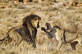 Lion (Panthera leo). Female in heat and black-maned Kalahari male at their first encounter. The initial aggressive behaviour of the female is typical. Kalahari Desert, Kgalagadi Transfrontier Park, South Africa.