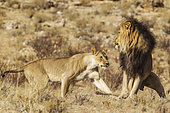 Lion (Panthera leo). Female in heat and black-maned Kalahari male at their first encounter. The male is scared of the initially aggressive behaviour of the female. Kalahari Desert, Kgalagadi Transfrontier Park, South Africa.