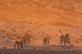 Lion (Panthera leo). Female with four cubs in the first light of the morning. Kalahari Desert, Kgalagadi Transfrontier Park, South Africa.