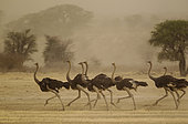 Ostrich (Struthio camelus). Running females as a sandstorm approaches. Kalahari Desert, Kgalagadi Transfrontier Park, South Africa.