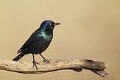 Cape Glossy Starling (Lamprotornis nitens). Kalahari Desert, Kgalagadi Transfrontier Park, South Africa.