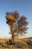 Huge communal nest of Sociable Weavers (Philetairus socius) in a camelthorn tree (Acacia erioloba). Kalahari Desert, Kgalagadi Transfrontier Park, South Africa.