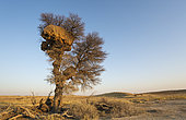 Huge communal nest of Sociable Weavers (Philetairus socius) in a camelthorn tree (Acacia erioloba). Kalahari Desert, Kgalagadi Transfrontier Park, South Africa.