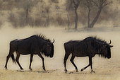 Blue Wildebeest (Connochaetes taurinus). Roaming in the dry riverbed of the Auob river. Kalahari Desert, Kgalagadi Transfrontier Park, South Africa.