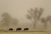 Blue Wildebeest (Connochaetes taurinus). Roaming in a sandstorm in the dry Nossob riverbed with camelthorn trees (Acacia erioloba) in the background. Kalahari Desert, Kgalagadi Transfrontier Park, South Africa.