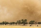 Blue Wildebeest (Connochaetes taurinus). At the edge of a sandstorm in the dry Nossob riverbed with camelthorn trees (Acacia erioloba). Kalahari Desert, Kgalagadi Transfrontier Park, South Africa.