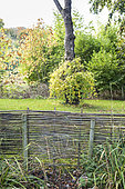 Bamboo palisade in a garden, autumn, Somme, France