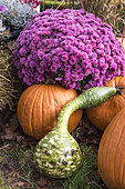 Chrysanthemum, Two-tone pear squash and pumpkins, in a garden, autumn, Germany