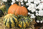 Pumpkin and pumpkin 'Patidou Sweet Dumpling' laid on straw for Halloween, Germany