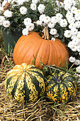 Pumpkin and pumpkin 'Patidou Sweet Dumpling' laid on straw for Halloween, Germany