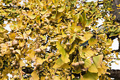 Ginkgo biloba in fruit in a garden, autumn, France