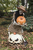 Halloween display using pumpkins and skeleton in a garden, Germany