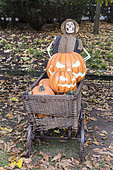 Halloween display using pumpkins and skeleton in a garden, Germany