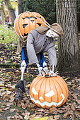Halloween display using pumpkins and skeleton in a garden, Germany