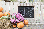 Chrysanthemum, two-tone pear squash and pumpkins set in front of a picket fence, in a garden, autumn, Germany
