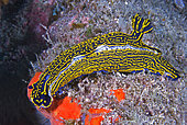 Nudibranch (Hypselodoris picta webbi). La Palma, Canary Islands.