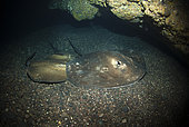 Canary fish. Round stingray (Taeniura grabata), in time of reproduction they are usually grouped in caves. Tenerife, Canary Islands.